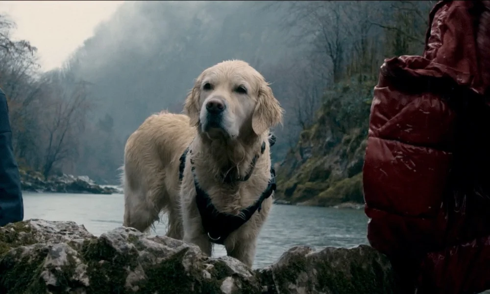 Пёс, горы и спасатели: Иван Оганесян покоряет «Эльбрус» на Пятом канале